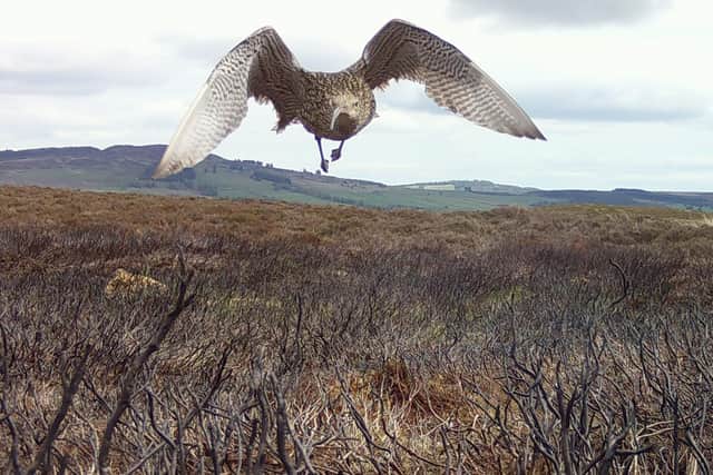 Curlews are under threat in Scotland.