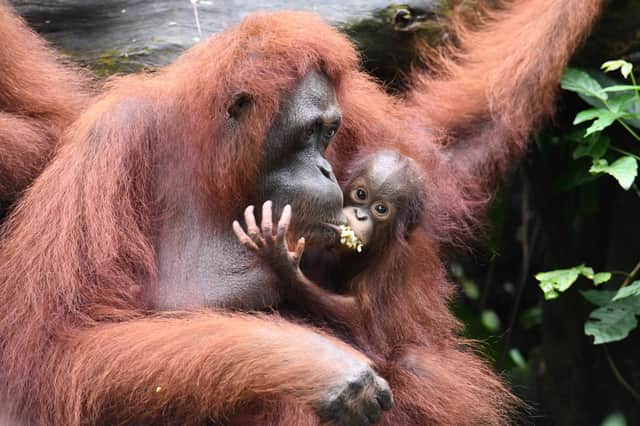 A baby orangutan clings on to its mother. The great ape’s habitats are being destroyed with a new species identified in Asia under threat from the building of a gold mine in Sumatra.  (Picture: Roslan Rahman/AFP via Getty Images)