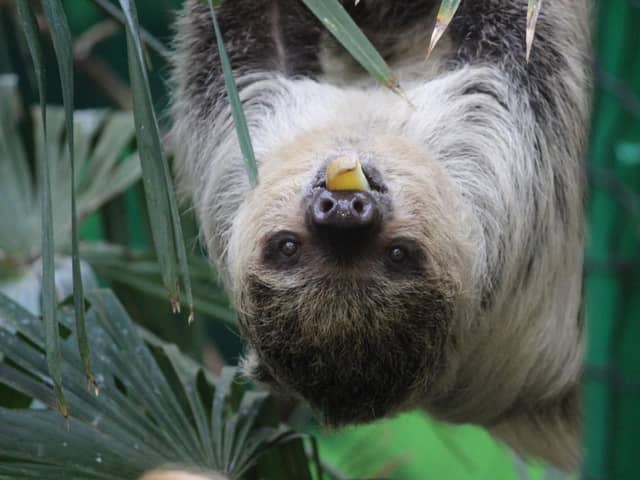 Edinburgh Zoo sloth