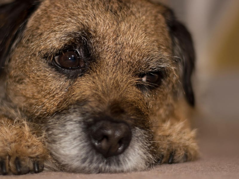 Named after the Scotland-England border where it originated, the plucky Border Terrier has 4,587 Kennel Club registrations, putting it in second place.