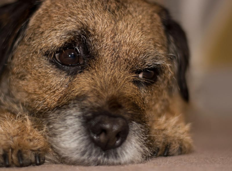 Named after the Scotland-England border where it originated, the plucky Border Terrier has 4,587 Kennel Club registrations, putting it in second place.