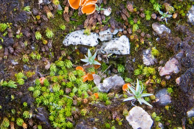 Scotland's mountains are teaming with life, much of which is little known or even undiscovered – it has been claimed that a single teaspoon of healthy soil holds more living things than there are humans on the planet. Picture: Andrea Britton/JHI