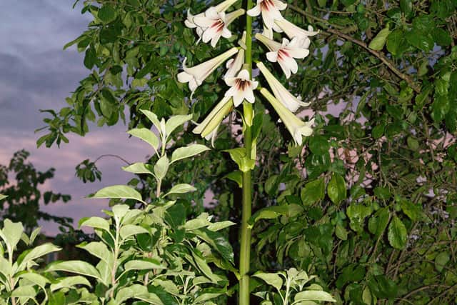 Night Garden (Cardiocrinum) by Wendy McMurdo 2020 PIC: Royal Botanic Garden Edinburgh