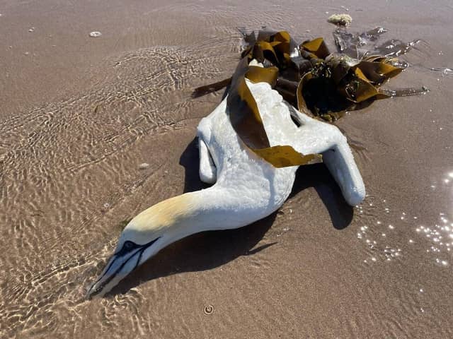 Conservationists fear thousands of gannets are among bird flu casualties.
Picture: Ilona Amos