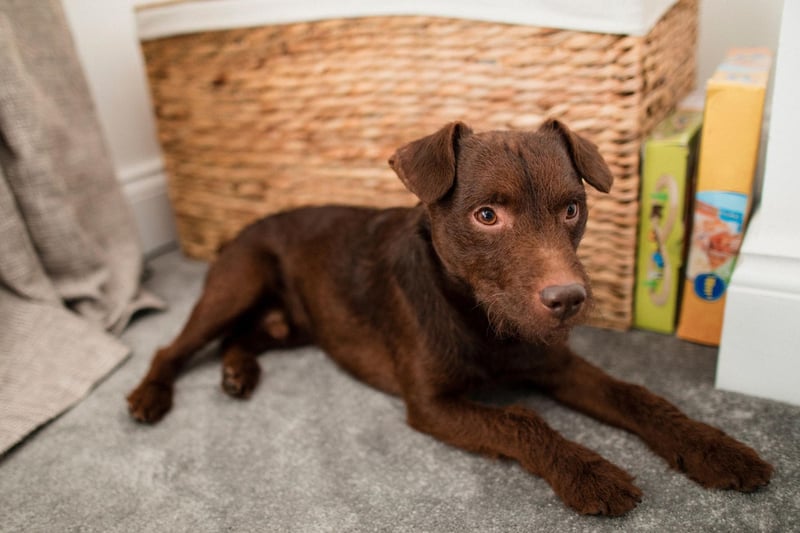 Another terrier takes second spot for most affordable pups. The low maintenance Patterdale Terrier tends to cost around £900-£1,200.
