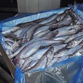 Blue whiting