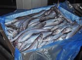 Blue whiting