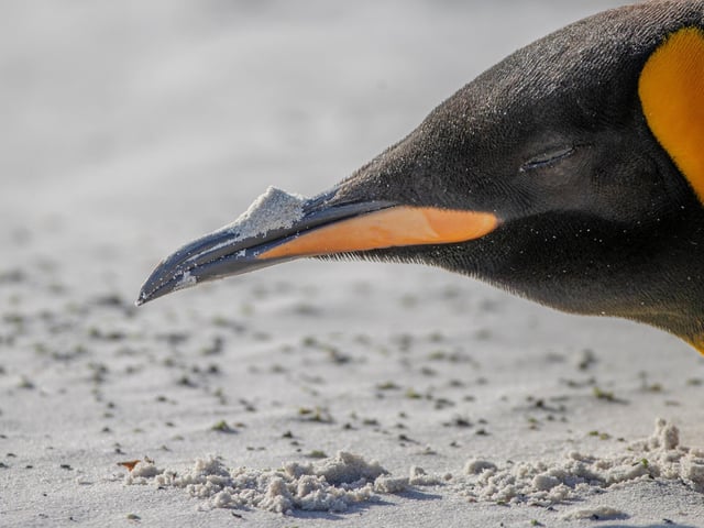 A king penguin in South Georgia