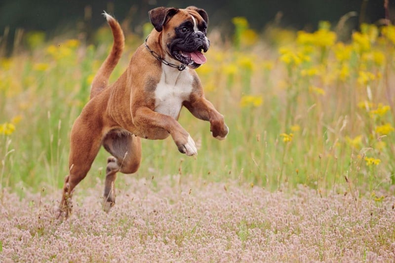 Patient, gentle and affectionate, a Boxer makes a particularly good playmate for children with their endless energy and cheery outlook on life.