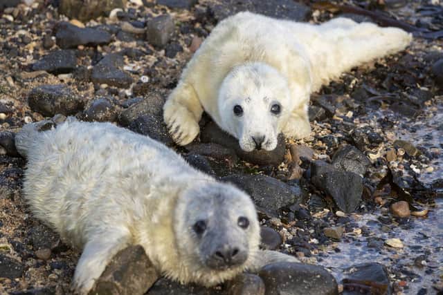 The Isle of May is a haven for seals
