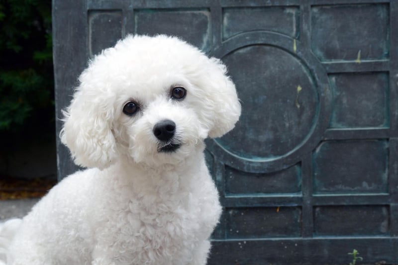 Rarely growing over a foot in height and weighing in at just 15 pounds, the Bichon Frise is a dog seemingly designed for city living. While they need little space, they don't like being left alone for more than a few hours - something that needs to be taken into consideration.