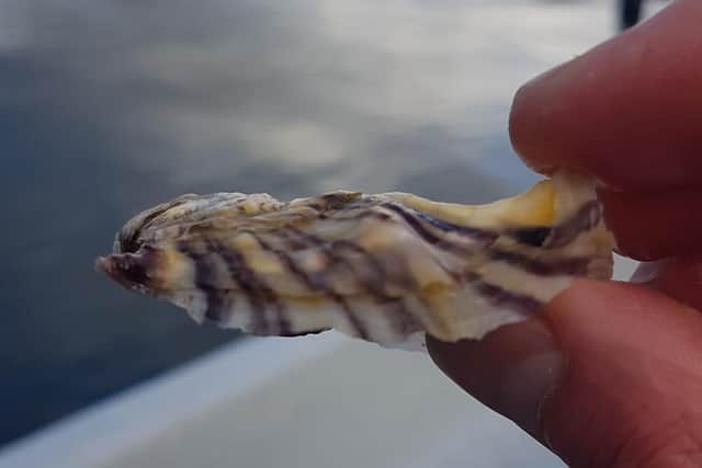 Alexander Mackenzie has already laid down around 40,000 Pacific oysters, some of which are now almost ready for harvest. Picture: Plockton Oysters