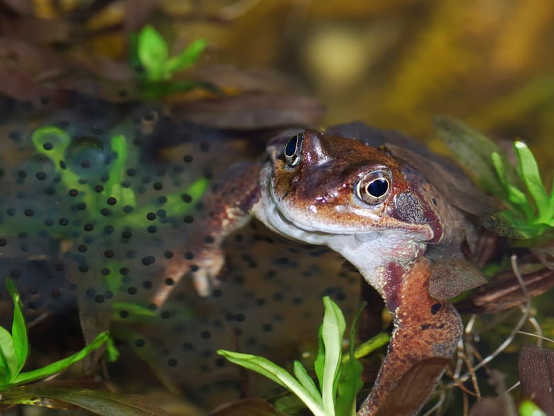 A stretch of warmer days in February can prompt frogs and toads to start breeding - with ponds quickly becoming filled with frog spawn and toad spawn (the former in clumps of eggs, the latter in long strings). Each female can lay up to 3,000 eggs, although very few of the resulting tadpoles mange to escape predation to become adults.