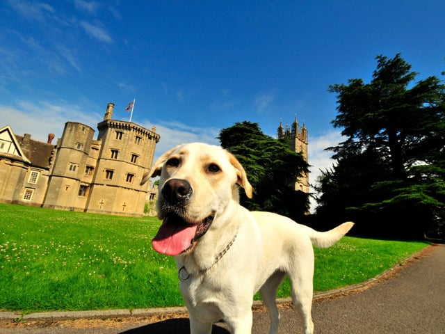 Regular walks are important for keeping your dog fit and healthy alongside being a great way to build a bond. Why not switch up your regular routes and take your furry friend out on an adventure! Forests can be great places to walk your dog in. This way you can enjoy the beauty of nature and find some interesting new scents for your dog to investigate. Better yet, take them out to see one of the many heritage sites across the country. Appreciating history is always more fun with your favourite canines. Be sure to check for any nasty ticks after a long walk. When walking in the forest, visiting a heritage site or just switching up your regular routes it is important to remember to clean up any mess made and be aware of your new surroundings if letting your dog off the lead.