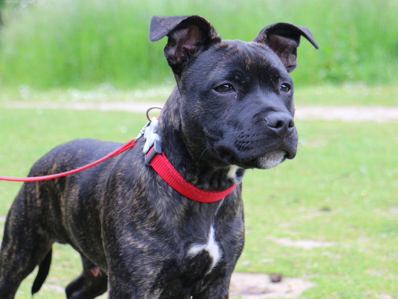 Celebrity Staffy owners have included Steve Irwin, Keith Chegwin, Jessica Alba, Danny Trejo, Kevin Bacon, Kate Moss and Liam Hemsworth.