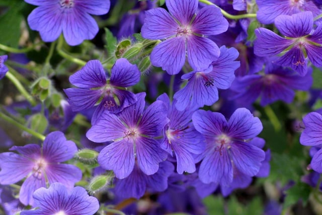 With mounds of lovely leaves that grow to around 30-45 cm and hundreds of large flowers in blues, purples and pinks, hardy geraniums are perfect for attracting bumblebees. Look out for varieties including Geranium Rozanne, Geranium x magnificum and Geranium sanguineum. If you cut them back hard straight after flowering, your geraniums will happily grow back - and likely flower again.