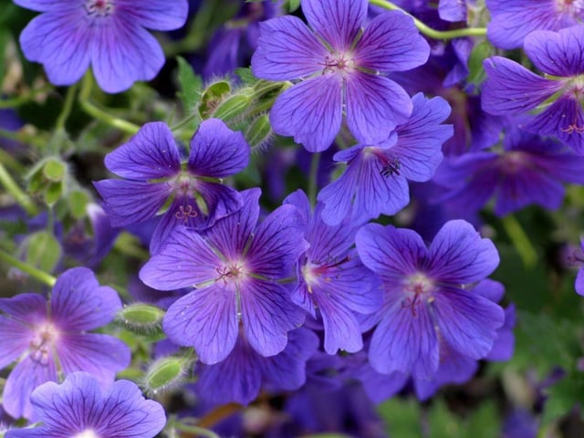 With mounds of lovely leaves that grow to around 30-45 cm and hundreds of large flowers in blues, purples and pinks, hardy geraniums are perfect for attracting bumblebees. Look out for varieties including Geranium Rozanne, Geranium x magnificum and Geranium sanguineum. If you cut them back hard straight after flowering, your geraniums will happily grow back - and likely flower again.