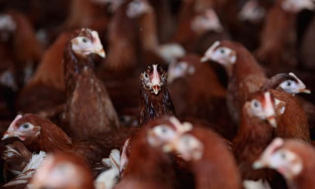 Cases have been seen in poultry. (Photo: Jamie McDonald/Getty Images)
