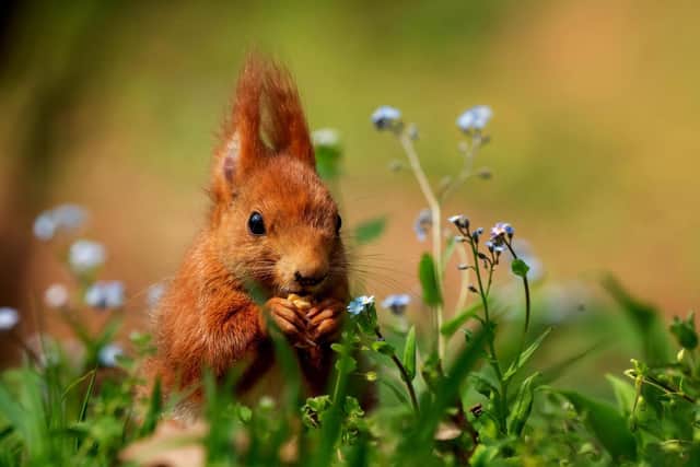Friday 21 January is Red Squirrel Appreciation Day. A day used to raise awareness for the dwindling population of the UK's native squirrel species.