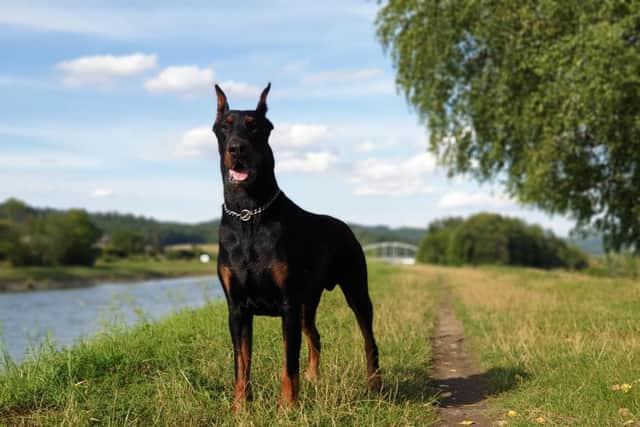 A video of an impressively large Dobermann (this is a stock image) seems to be the origin of the track that has inspired the bizarre craze (Photo: Shutterstock)