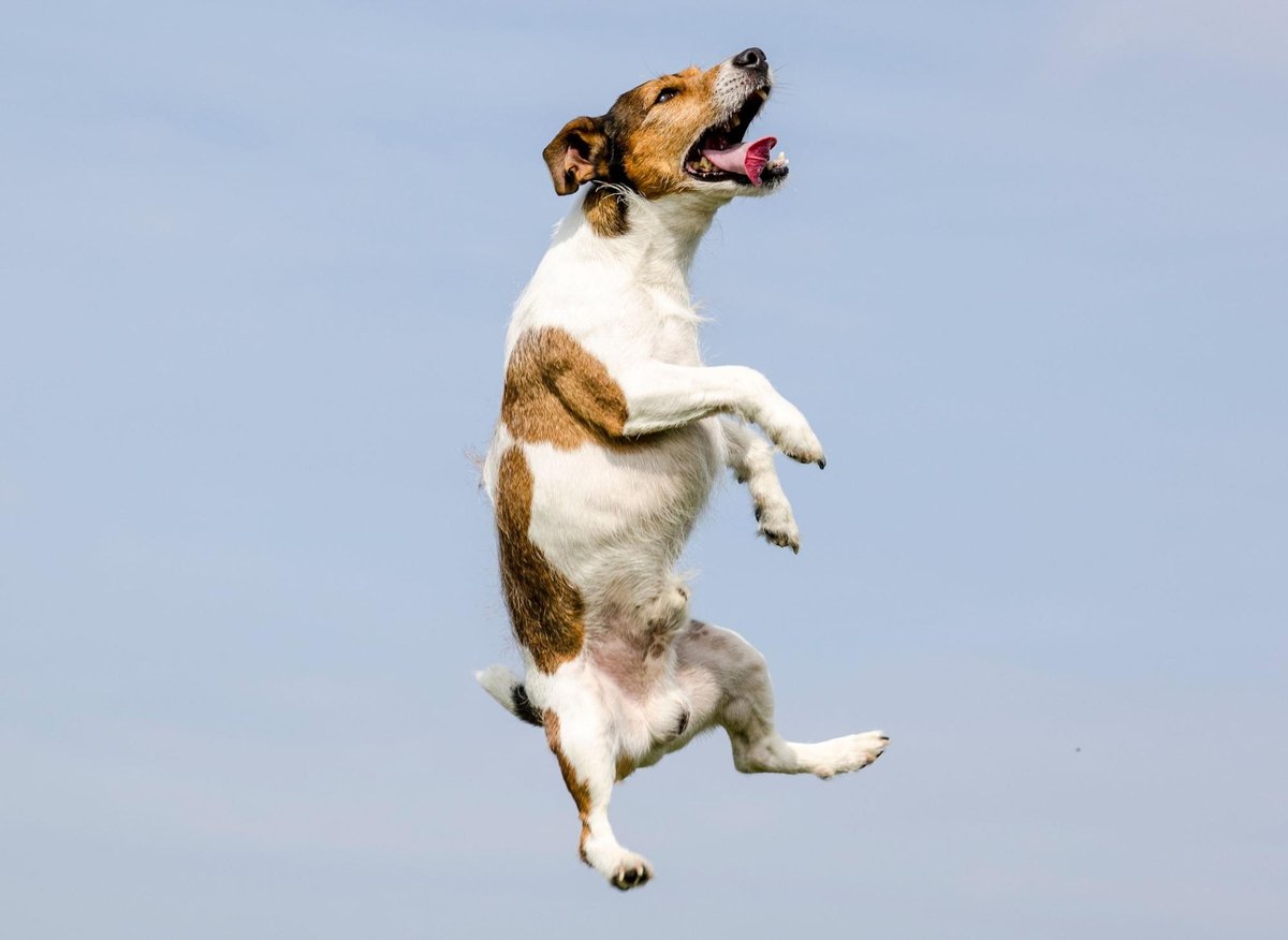Most Energetic Dogs: These are the 10 most hyper breeds of adorable dog  that never stop - including the loving Jack Russell 🐶 | The Scotsman