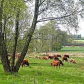 Cows among the trees on Falkland Estate (pic: Paul Turner)