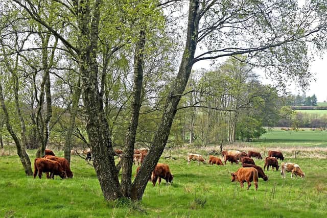 Cows among the trees on Falkland Estate (pic: Paul Turner)