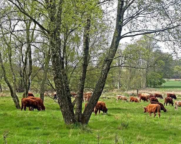 Cows among the trees on Falkland Estate (pic: Paul Turner)