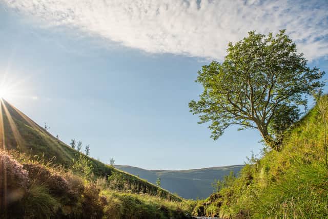 The Survivor Tree - nominated by Fi Martynoga of Borders Forest Trust - was the inspiration for the trust's slogan “Where one tree survives, a million trees will grow". Two decades later, that lone rowan is surrounded by a little forest of its children. In addition to its own offspring, the rowan tree now has more than half a million other native Scottish trees for company. Where once it dominated the view, it will soon be hidden from sight. The rowan symbolises some of the first natural regeneration achieved in the Carrifran Valley and is a symbol of a 20-year journey to revive the wild heart of Southern Scotland.