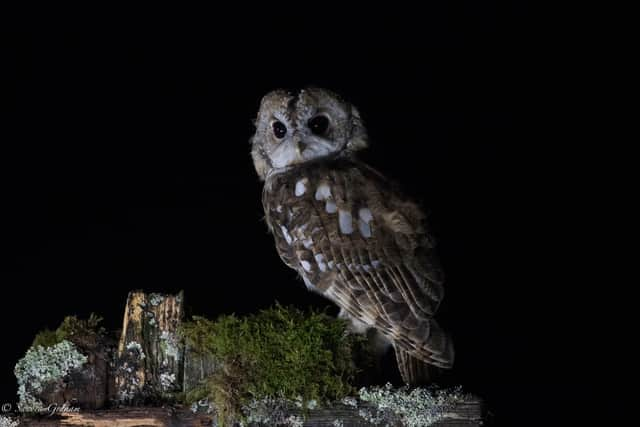 Tawny Owl