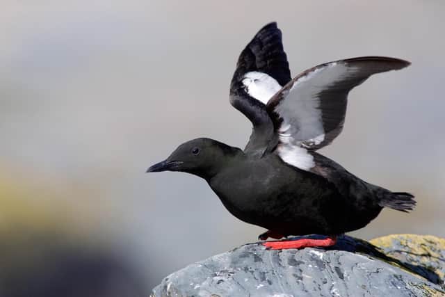 A Black Guillemot bird. Picture: Edmund Fellowes/SWNS