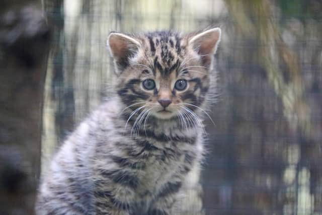 The Saving Wildcats project, which involves breeding high genetic purity cats in captivity and then releasing them into suitable landscapes, was launched after the species was declared 'functionally extinct' in the wild