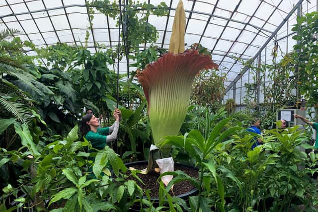 More than a million people pass through the gates of the RBGE's four gardens each year, flocking to see attractions such as the aptly nicknamed corpse flower, which emits a putrid aroma reminiscent of rotting flesh when it bursts into bloom. Picture: Andrew O'Brien