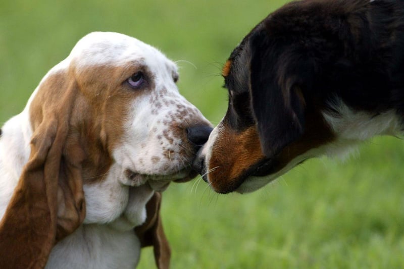 Your average Basset Hound is so lazy that it will not be bothered if there are dogs, cats or any other animal in their home. These dogs can actually build very strong bonds with fellow family canines - just make sure that each animal has its own area to call their own.