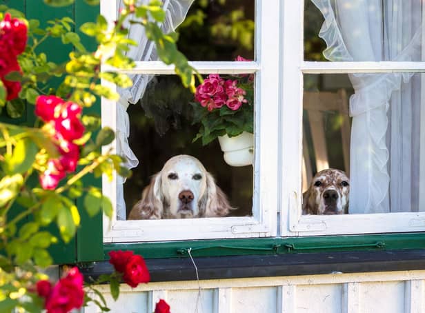 Some dogs absolutely hate being left alone while owners go to work - while others don't really mind.