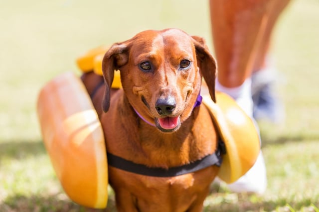 One for Dachshund owners this. A couple of foam buns and your pet is easily transformed into an adorable hotdog.