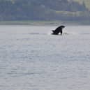 An Orca spotted in the River Clyde.
