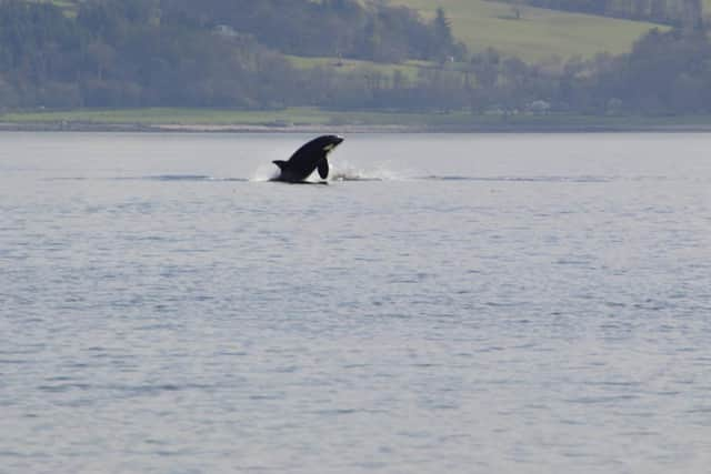 An Orca spotted in the River Clyde.