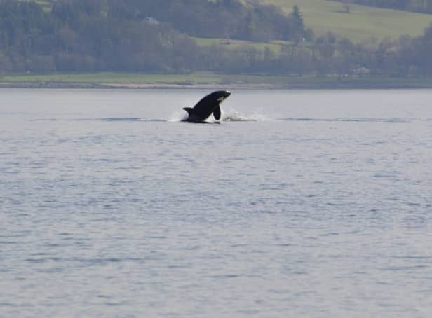 An Orca spotted in the River Clyde.