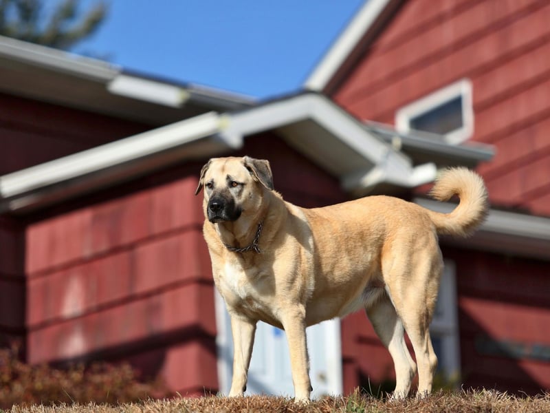 Bred as a guard dog, the fearless Turkish Kangal Dog remains popular in its home country, but less so in the UK where there were no registrations last year. It's faring better this year though, with one registration to date.