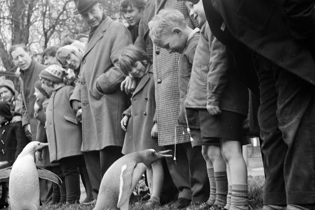Children enjoying the penguin parade at Edinburgh Zoo in 1964.