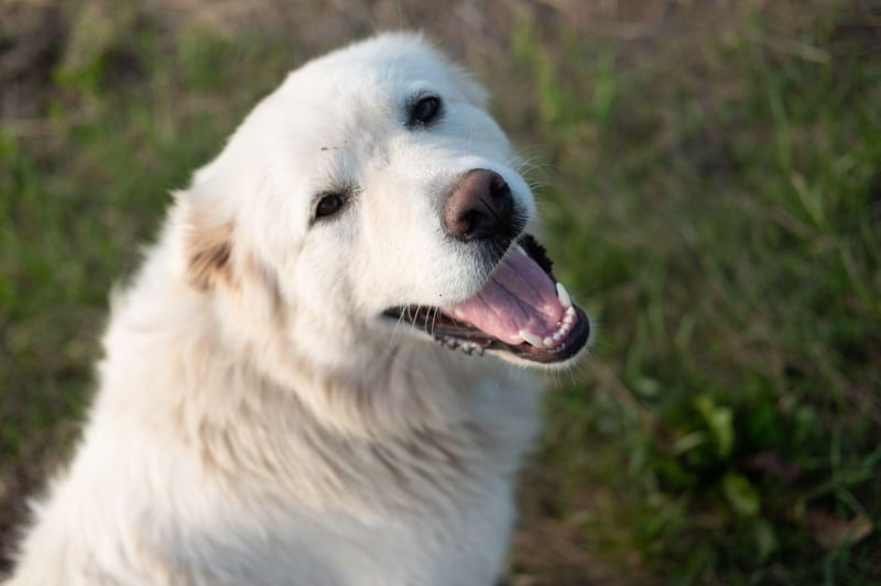 Great Pyrenees are gentle giants that favour the 'pawing you until you give in' begging technique. GIven that they can be 32 inches high and weigh in at over 100 pounds, this can be very effective.