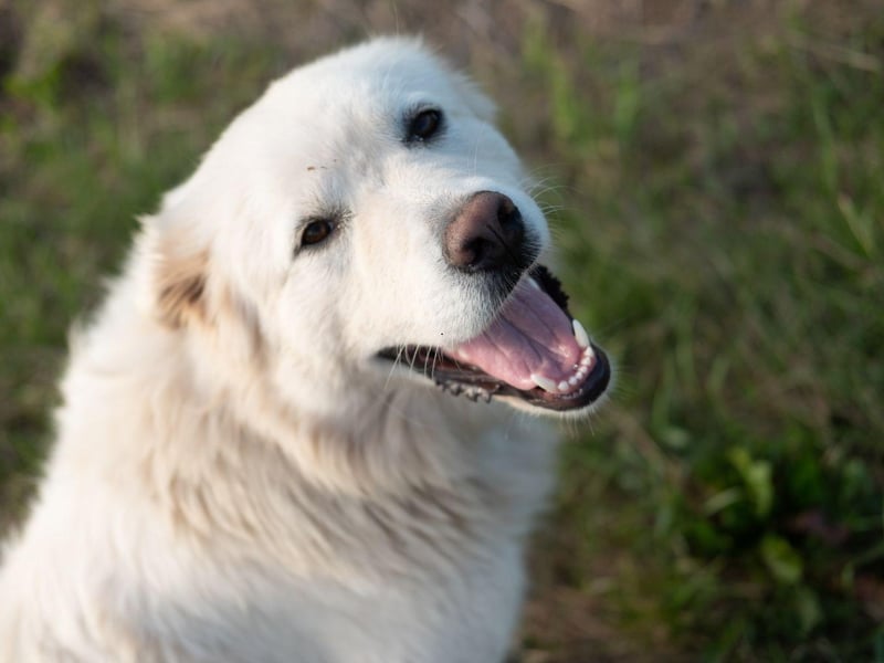 Great Pyrenees are gentle giants that favour the 'pawing you until you give in' begging technique. GIven that they can be 32 inches high and weigh in at over 100 pounds, this can be very effective.