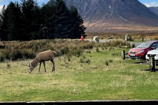 Moments after the attack, the deer was back to being friendly.