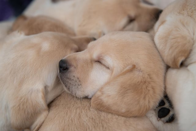 The Labrador's ancestors, the St John’s Dog, were used by fishermen to retrieve nets and fish from the water - carrying out the tiring tasks simply to please their owners. This attribute was passed onto the Labrador, making them perfect hunting dogs - retrieving rather than eating downed birds in a bid to make their human happy. Pet Labs will do pretty much anything to please you and hate letting you down.