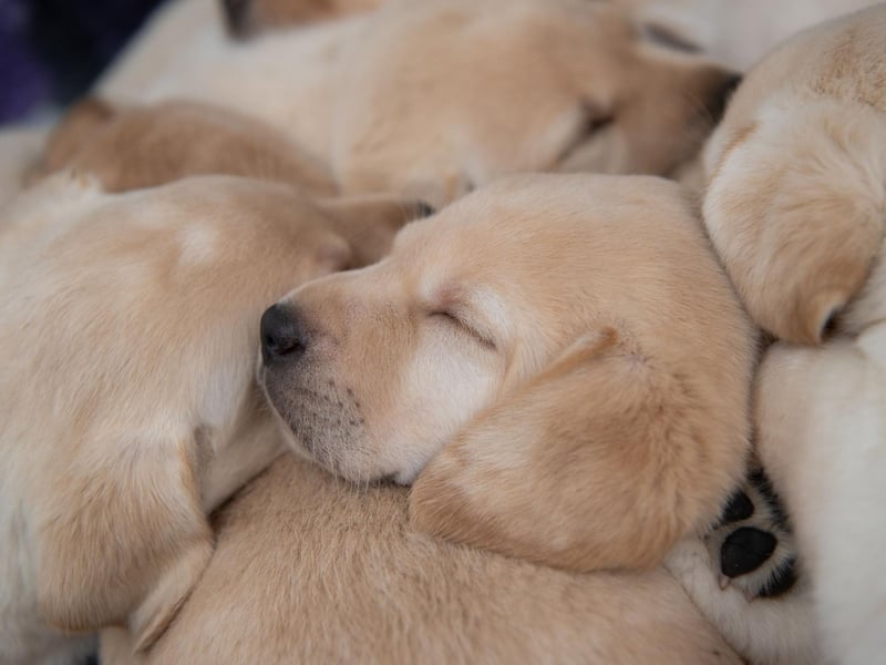 The Labrador's ancestors, the St John’s Dog, were used by fishermen to retrieve nets and fish from the water - carrying out the tiring tasks simply to please their owners. This attribute was passed onto the Labrador, making them perfect hunting dogs - retrieving rather than eating downed birds in a bid to make their human happy. Pet Labs will do pretty much anything to please you and hate letting you down.