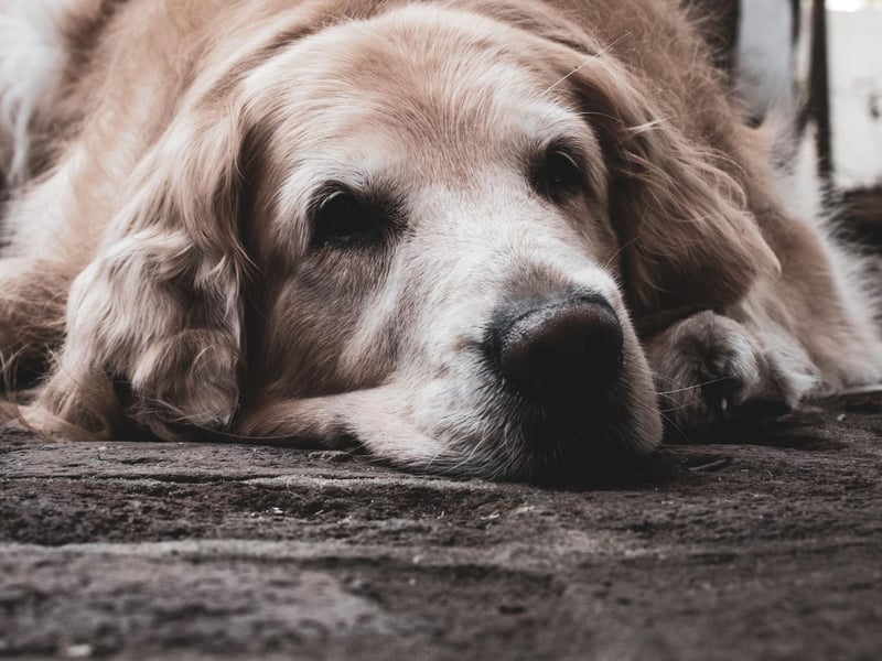 The Labrador Retriever is Britain's most popular dog and has an above-average lifespan of 11.77 years.