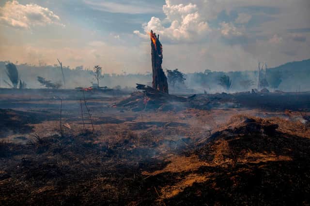 A burnt area of forest in Altamira, Para state, in the Brazilian Amazon (Picture: Joao Laet/AFP via Getty Images)