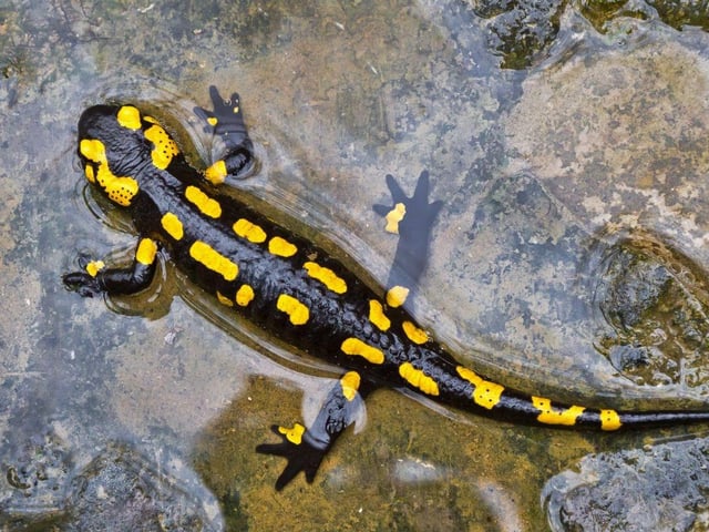 For around 0.3 per cent of us newts and salamanders are the pet of choice. The most popular is the Tiger Salamander due to their beautiful, unique coloring and their easy-going nature.