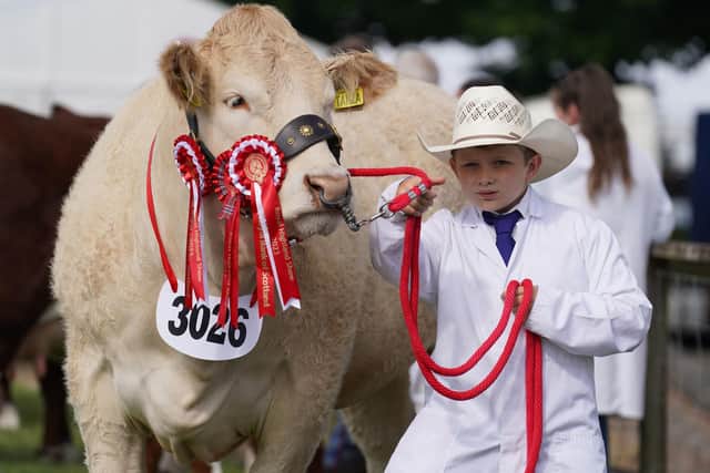 Frankie Atkinson, from Cumbria, with his junior champion British Blonde cow in the ring at the Royal Highland Centre in Ingliston. Picture: Andrew Milligan/PA Wire